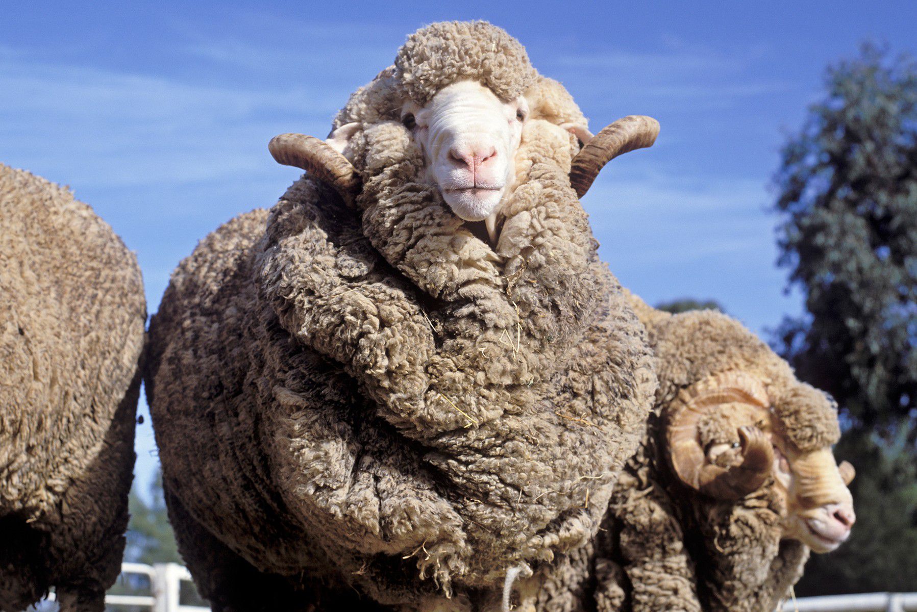 Odoo image and text block