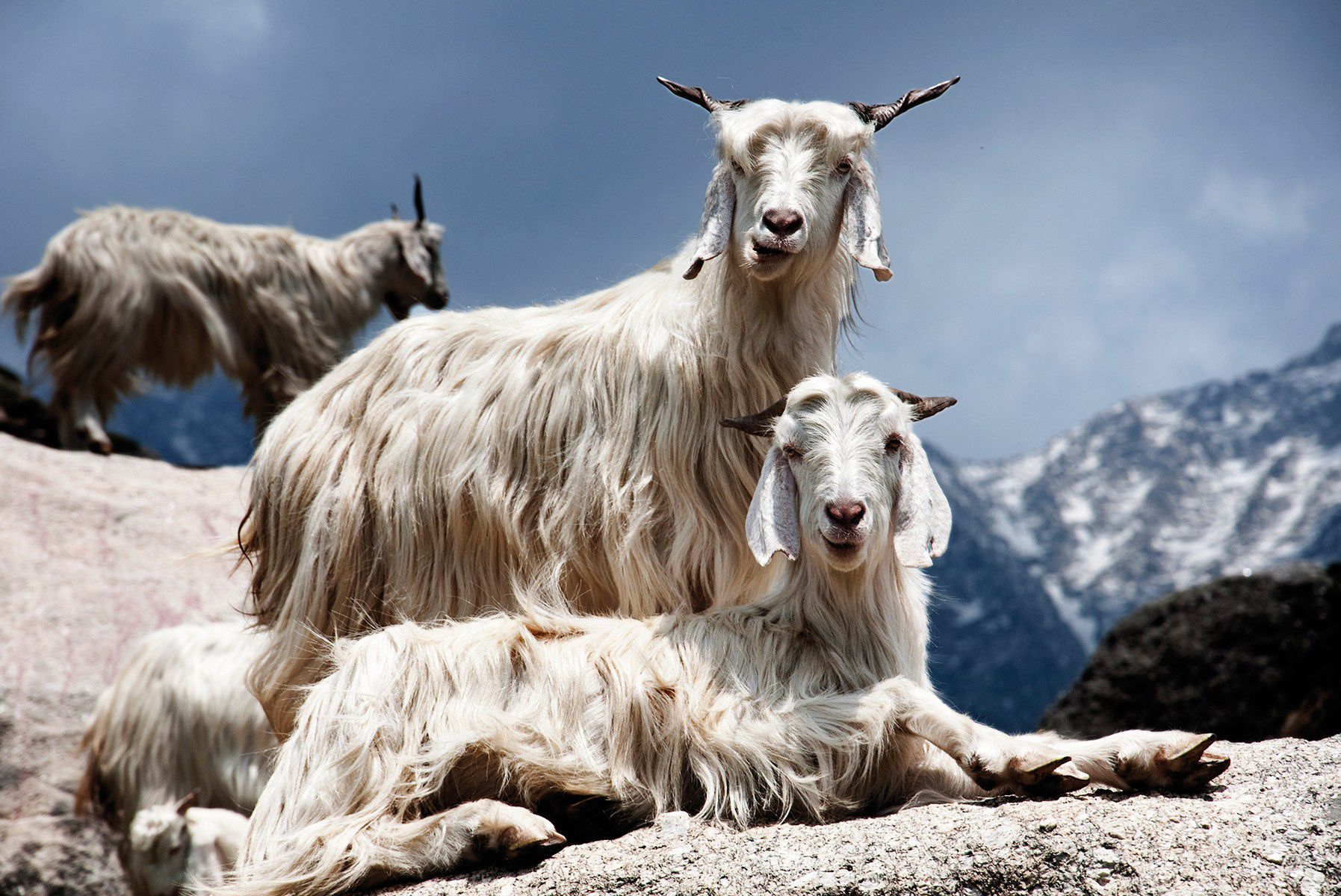 Odoo image and text block