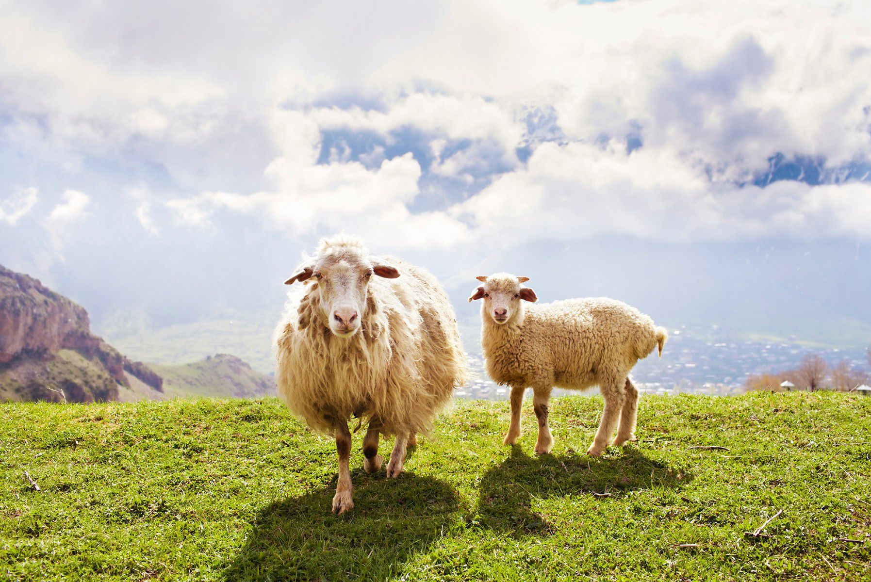 Odoo image and text block