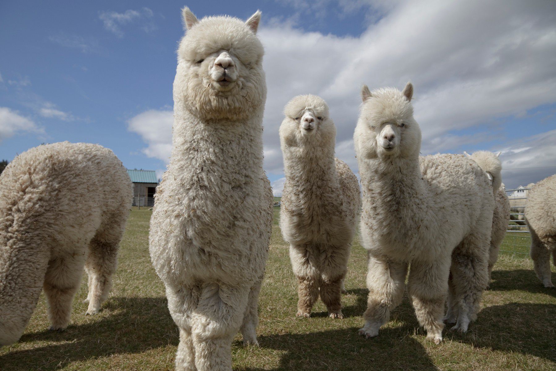 Odoo image and text block