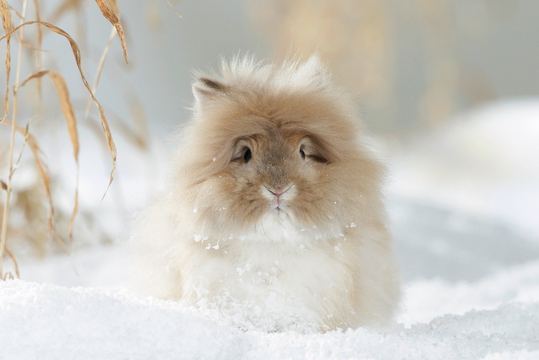 Odoo image and text block