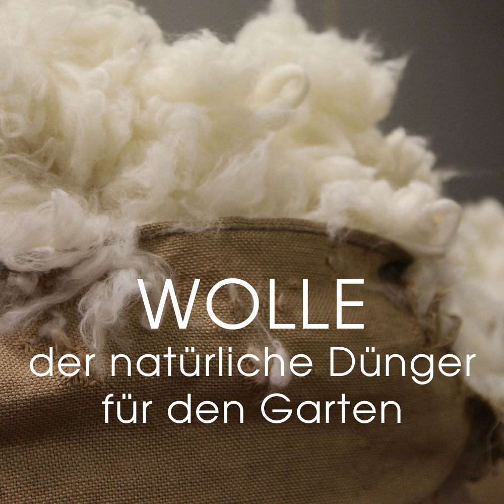 Ungewaschene Bergschafwolle 